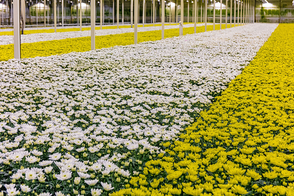 Bekijk in deze video wat onze specialisten zoal doen